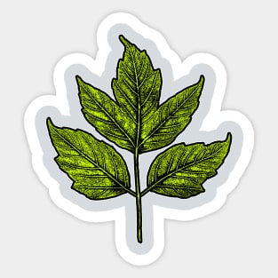 Leaf Boxelder Maple Sticker